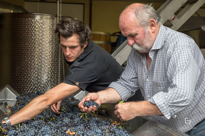 Joannes Violot-Guillemard | Pommard "Les Vignots" 2018