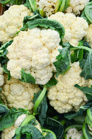Bentley Seed Co. - Cauliflower-Snowball 1884: Several fresh cauliflower heads with green leaves, perfect for your garden. Packed with vitamins, ideal for fall and winter growth.