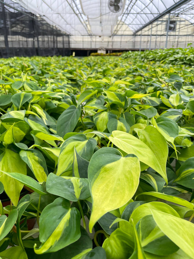 Brazil Philodendron in a 4 plastic pot, showcasing lush green and yellow variegated leaves, ideal for low-maintenance indoor decor.