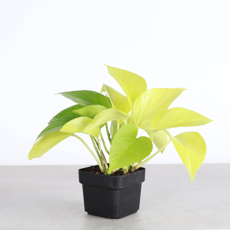 Neon Pothos plant in a black pot, showcasing vibrant yellow-green leaves. Ideal for indoor decor and easy maintenance, available in 3 pot size.