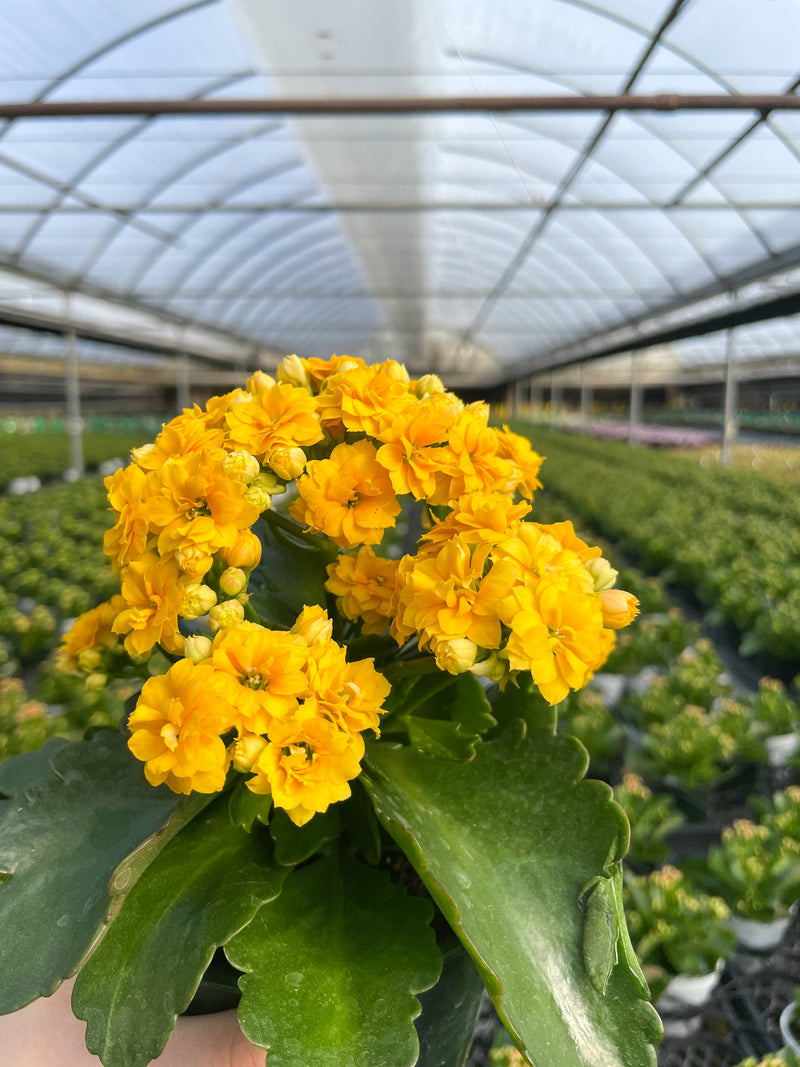 Thorsen's Greenhouse - Flowering Calandiva Kalanchoe, showcasing vibrant yellow blooms, in a greenhouse setting, perfect as a gift plant.
