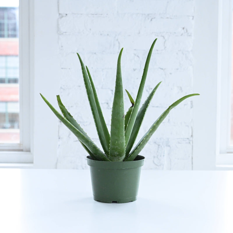 Thorsen's Greenhouse Aloe Vera Plant in a 4 pot, ideal for beginners, shown in a standard plastic grower pot, perfect for bright indoor spaces.