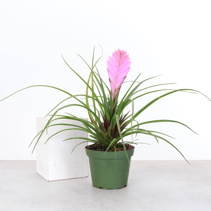 Thorsen's Greenhouse - Pink Quill Bromeliad in a 4 pot, showcasing vibrant pink blooms and green foliage, ideal for home or office decor.