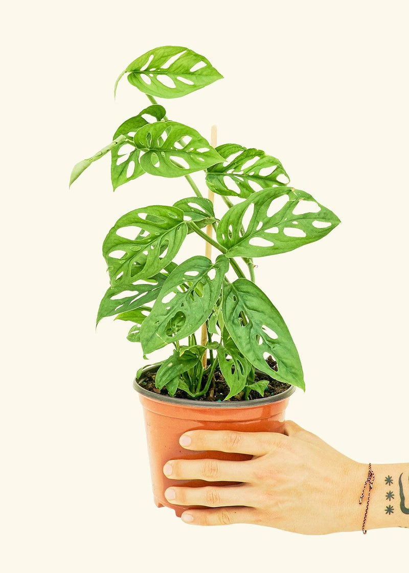 Rooted - Swiss Cheese Vine (Monstera adansonii) in a pot, held in hand, showcasing its lush leaves. Perfect for your homegrown plant collection.