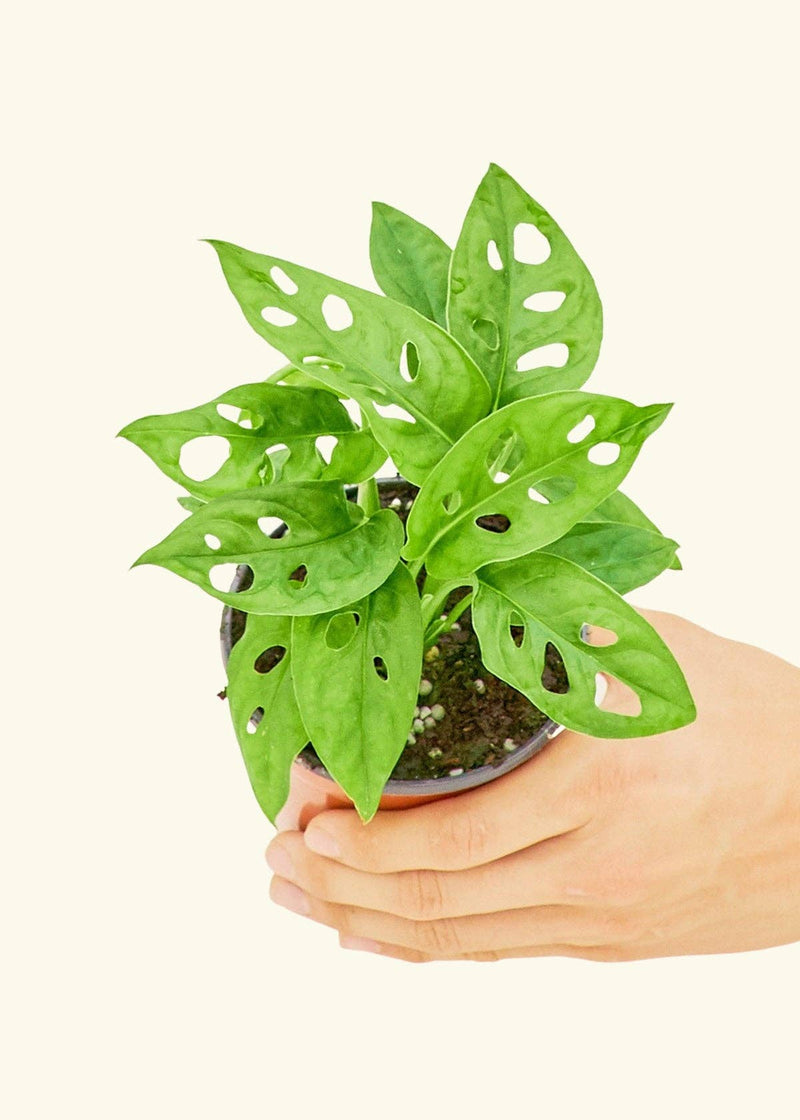 Hand holding a potted Monstera adansonii, also known as Swiss Cheese Vine, rooted in a nursery pot, ready for delivery from Athens Cooks.