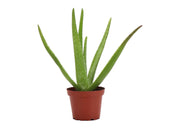Thorsen's Greenhouse - Aloe Vera Plant in a 4 pot, showcasing vibrant, spiky leaves, perfect for brightening any kitchen space.