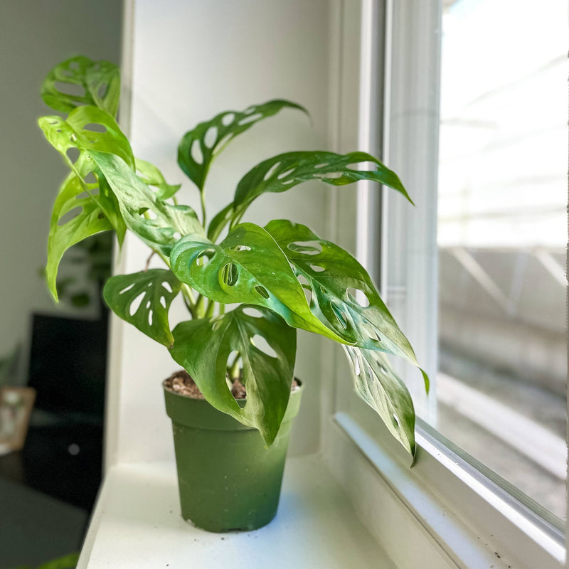 Swiss Cheese Plant, Monstera Adansonii, in a pot on a windowsill; features fenestrated leaves, thrives in bright indirect light, 4-inch pot.