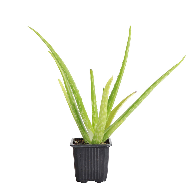 Thorsen's Greenhouse Aloe Vera Plant in a 4 pot, showcasing lush, spiky green leaves, ideal for brightening kitchen spaces. Comes in a grower's pot.
