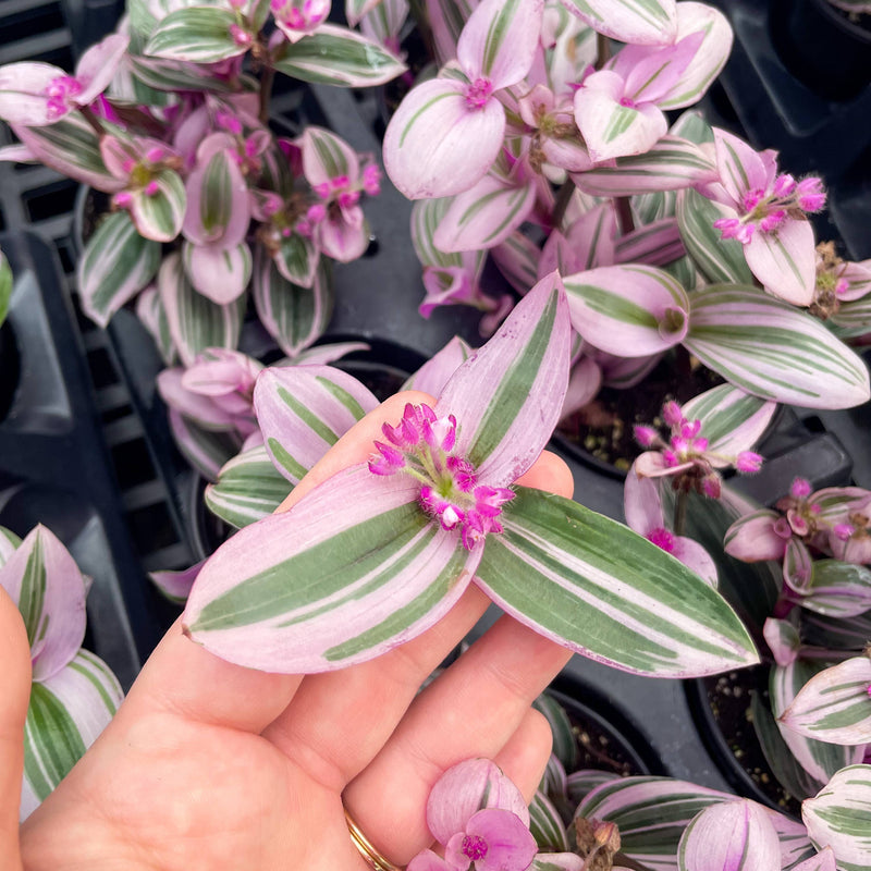Tradescantia Nanouk plant with pink, green, and purple leaves held in a hand, showcasing its vibrant foliage; 4 plastic pot visible.