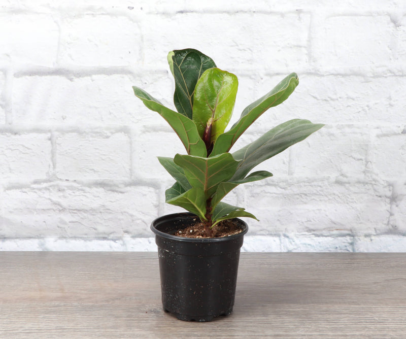 Thorsen's Greenhouse Fiddle Leaf Fig Plant in a black pot on a wooden table, showcasing its large, glossy leaves, ideal for bright indoor spaces.