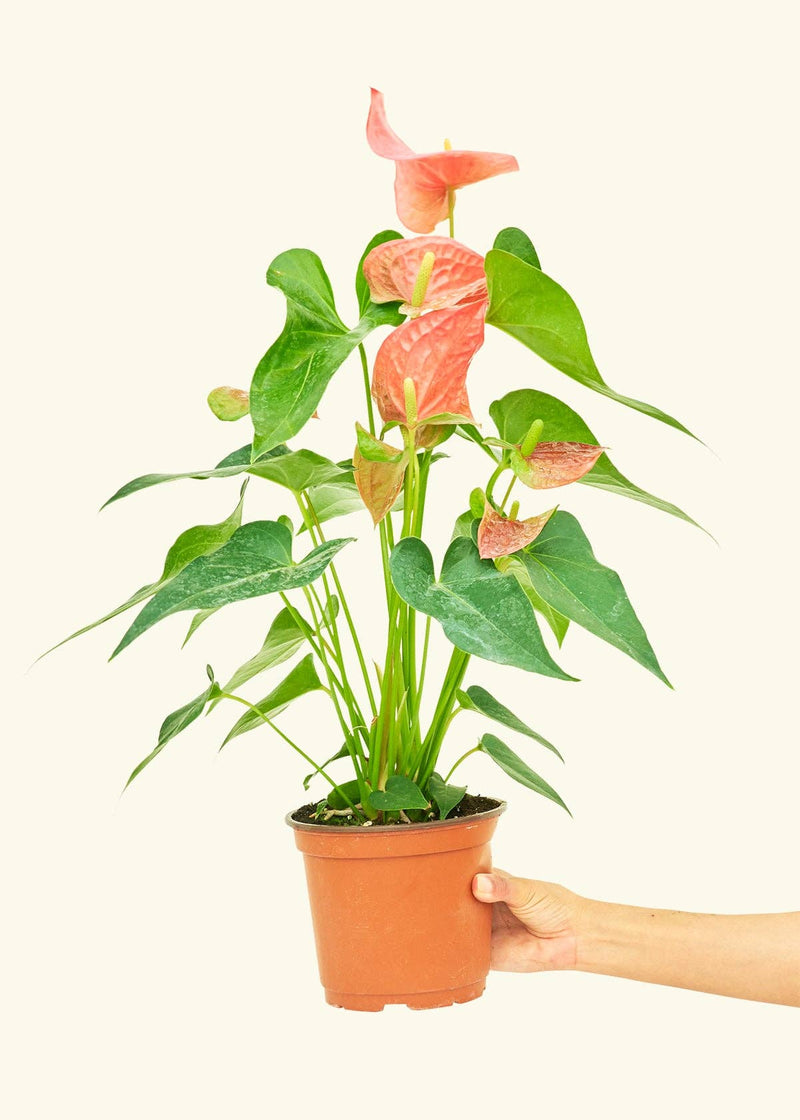 Rooted - Anthurium 'Pink Flamingo' in a nursery pot, held by hand, showcasing its vibrant leaves, from Athens Cooks’ curated plant collection.