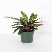 Thorsen's Greenhouse - Calathea Rattlesnake: A live plant with vibrant green and red leaves in a 4 pot, perfect for indoor decor.