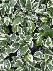 Thorsen's Greenhouse - Pearls and Jade Pothos in 3 pot, featuring variegated green and white leaves, ideal for indoor decor.
