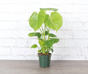 Thorsen's Greenhouse - Monstera Deliciosa in a 6 pot with fenestrated leaves, ideal for home decor.