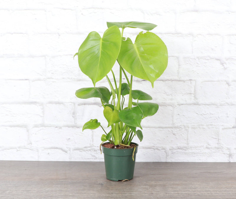 Thorsen's Greenhouse - Monstera Deliciosa in a 6 pot with fenestrated leaves, ideal for home decor.