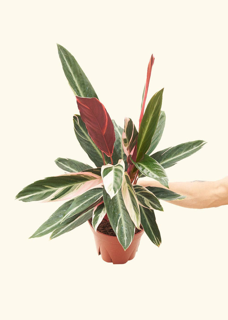 Rooted Stromanthe 'Triostar' in a hand, housed in a nursery pot, showcasing vibrant foliage. Perfect for homegrown quality from our Florida greenhouse, available in 4 or 6 pots.