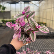 Tradescantia Nanouk, a 4 houseplant with vibrant pink and green foliage, held by a hand, in a plastic pot. Perfect for indoor spaces.
