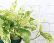 Marble Queen Pothos plant with green and white variegated leaves in a 4 plastic grower's pot, suitable for medium sunlight.