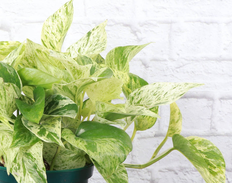 Marble Queen Pothos plant with green and white variegated leaves in a 4 plastic grower's pot, suitable for medium sunlight.