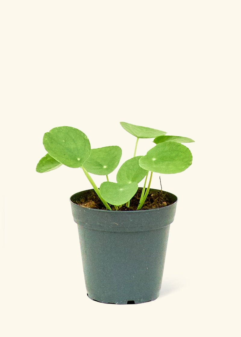 Rooted - Chinese Money Plant (4 or 6 Pot): SM, featuring lush leaves, potted in a nursery container, homegrown for kitchen decor or gifting.