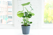 Thorsen's Greenhouse - Monstera Deliciosa - Live Plant in a 4 pot, showcasing large, fenestrated leaves in an indoor setting with a blurred window background.