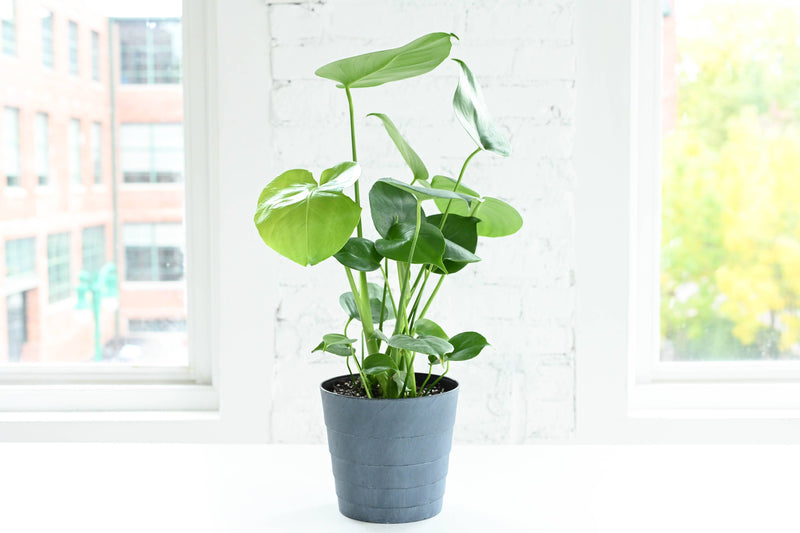 Thorsen's Greenhouse - Monstera Deliciosa - Live Plant in a 4 pot, showcasing large, fenestrated leaves in an indoor setting with a blurred window background.