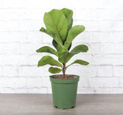 Fiddle Leaf Fig in a 4 pot, showcasing large glossy leaves, ideal for brightening interiors. Arrives in a plastic grower's pot with drainage.