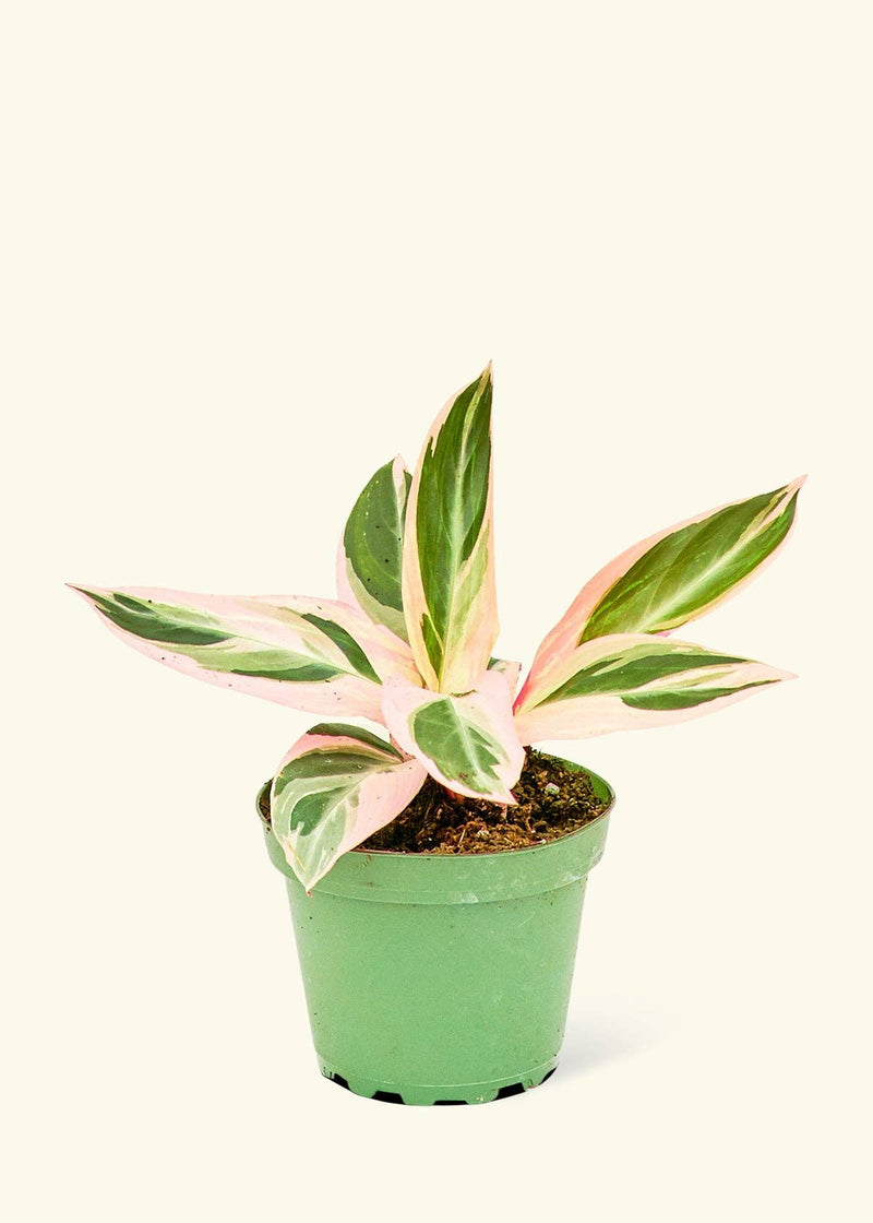 Stromanthe 'Triostar' potted plant with pink and white leaves, rooted in a nursery pot, perfect for adding a touch of greenery to your kitchen space.