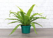 Victoria Bird's-Nest Fern in 4 plastic pot, featuring wavy leaves, ideal for beginners. Non-toxic, shipped from Thorsen's Greenhouse.