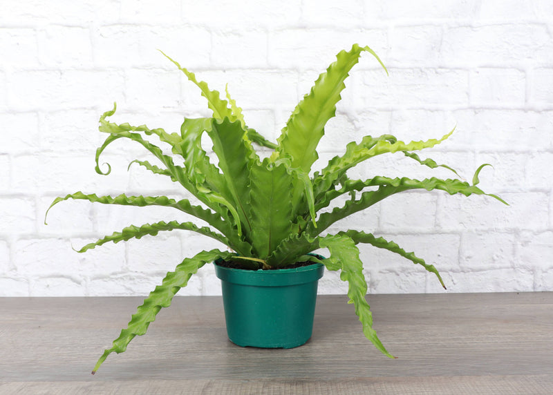 Victoria Bird's-Nest Fern in 4 plastic pot, featuring wavy leaves, ideal for beginners. Non-toxic, shipped from Thorsen's Greenhouse.
