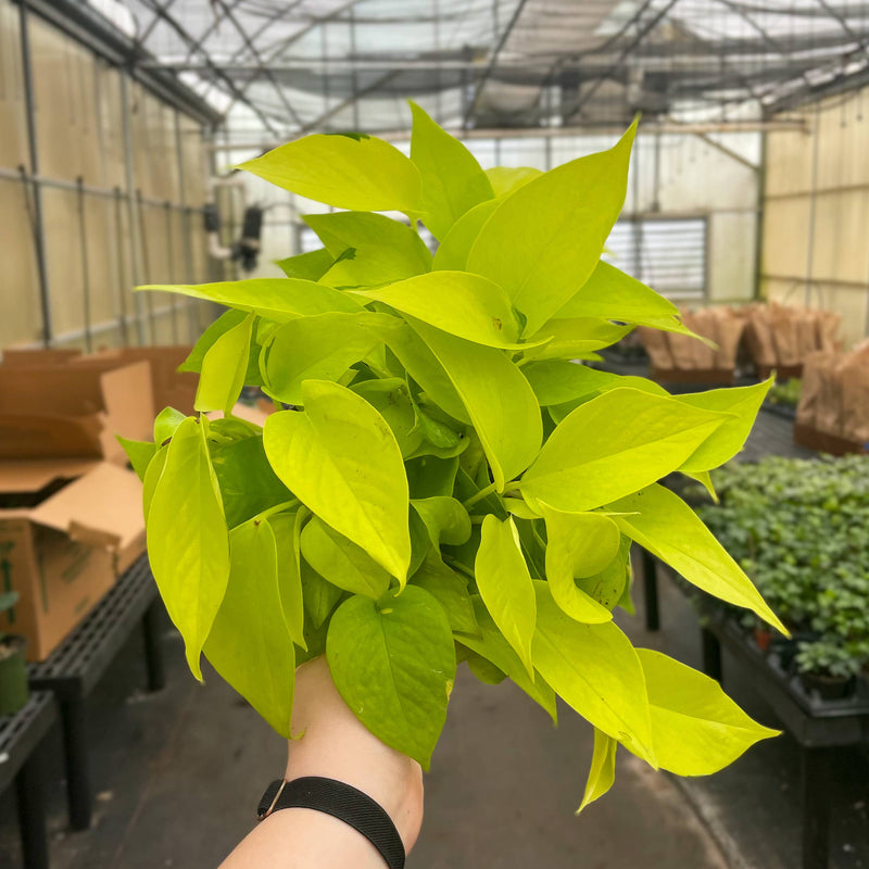 Neon Pothos plant held in hand, showcasing vibrant green leaves. Ideal for home decor, offered in a 3 pot from Thorsen’s Greenhouse.