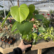 Monstera Deliciosa plant in a 4-inch pot, held by a hand, showcasing its distinct fenestrated leaves.