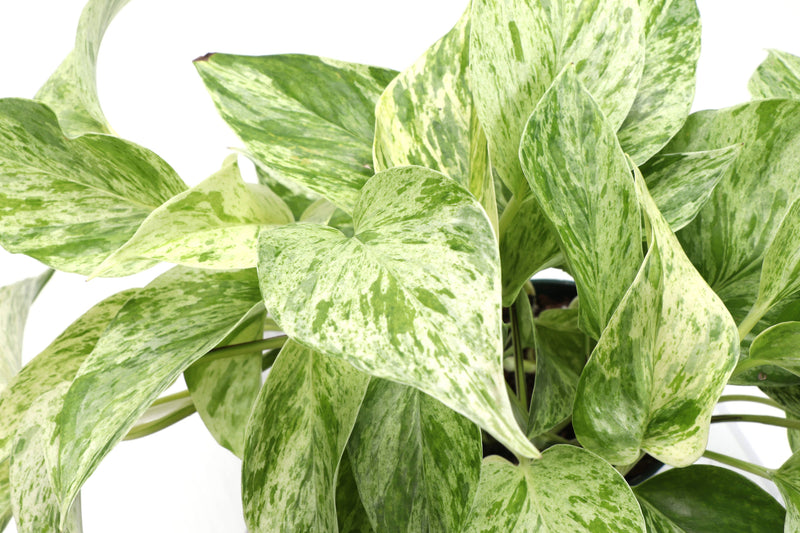 Marble Queen Pothos with green and white variegated leaves in a 6 pot, showcasing its lush foliage. Ideal for new plant parents.