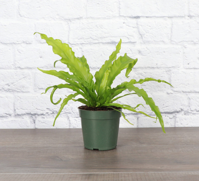 Victoria Bird's-Nest Fern in a plastic pot, showcasing its wavy green leaves. Ideal for beginners, non-toxic and safe for pets.