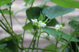 Little Bunny Garden Grow Kit.