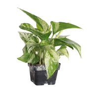 Thorsen's Greenhouse - Marble Queen Pothos Plant in a 6 pot, showcasing its variegated green and white leaves, ideal for low-maintenance indoor decor.