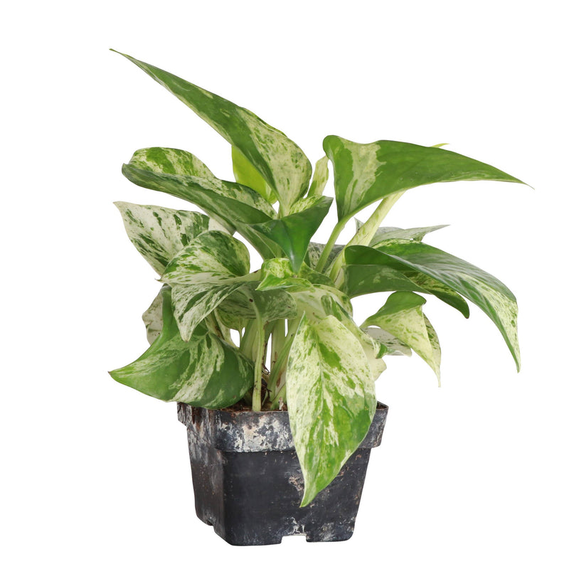 Thorsen's Greenhouse - Marble Queen Pothos Plant in a 6 pot, showcasing its variegated green and white leaves, ideal for low-maintenance indoor decor.