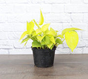 Neon Pothos plant in a black pot, featuring vibrant yellow-green leaves, ideal for indoor decor. Available in a 3-inch pot from Thorsen's Greenhouse.