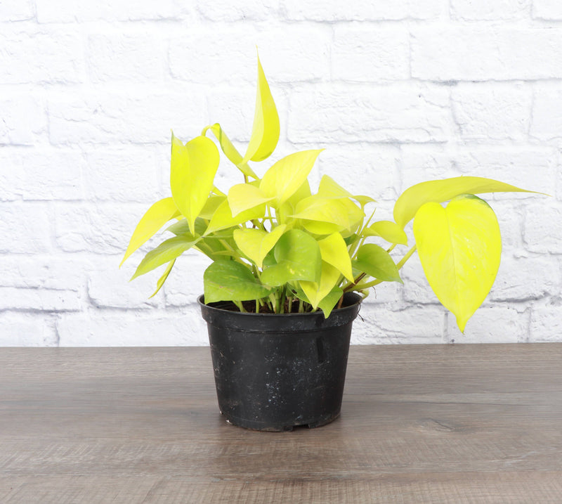 Neon Pothos plant in a black pot, featuring vibrant yellow-green leaves, ideal for indoor decor. Available in a 3-inch pot from Thorsen's Greenhouse.