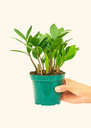 Hand holding a potted ZZ plant in a nursery pot, highlighting the lush green leaves, available in 4 or 6 pot sizes from Athens Cooks.
