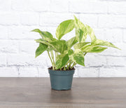Marble Queen Pothos plant in a green pot on a table, showcasing its variegated leaves, suitable for beginners. Available in a 4 pot from Thorsen's Greenhouse.