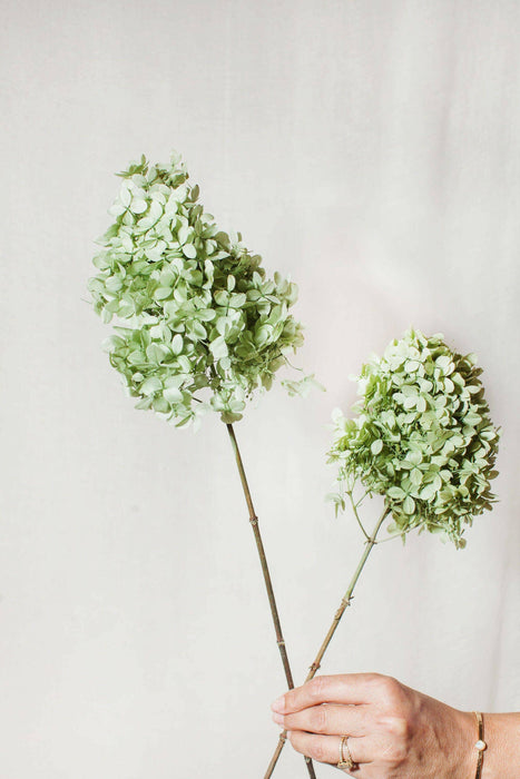 Idlewild Floral Co | Peegee Hydrangeas.