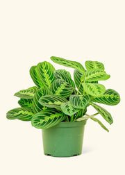 Rooted - Lemon Lime Prayer Plant in a green pot, showcasing vibrant striped leaves. Perfect for kitchen decor from Athens Cooks. Available in 4 or 6 pot sizes.