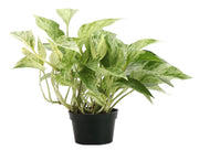 Marble Queen Pothos plant in a 4 pot, showcasing variegated green and white leaves, perfect for low-maintenance indoor decoration.