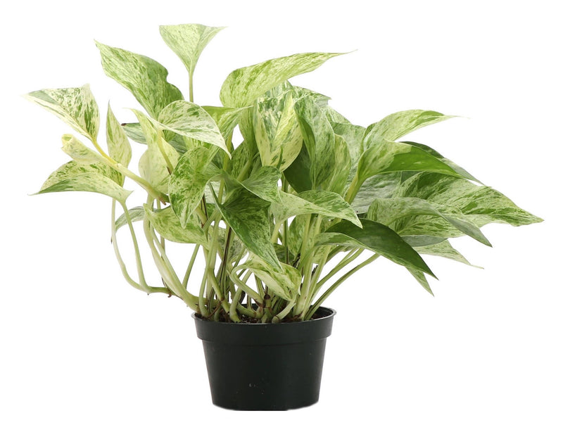 Marble Queen Pothos plant in a 4 pot, showcasing variegated green and white leaves, perfect for low-maintenance indoor decoration.