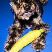Scruffy black dog holds Ware of the Dog - Boiled Wool Banana Dog Toy, handmade from 100% wool, fair-trade crafted in Nepal, size 7.5 inches.