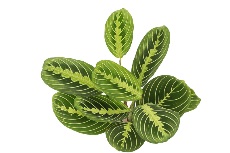 Lemon Lime Prayer Plant in 4 pot, showcasing vibrant green leaves with intricate patterns, ideal for indoor decor and safe for pets.