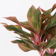 Close-up of a Red Siam Aglaonema leaf, showcasing its vibrant green and pink hues. Sold as a live plant in a 4 pot from Thorsen's Greenhouse.