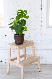 Thorsen's Greenhouse - Monstera Deliciosa - Live Plant: 6 Pot on a wooden step stool, showcasing its large, distinctive fenestrated leaves.