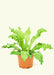 Rooted | Potted Plants.